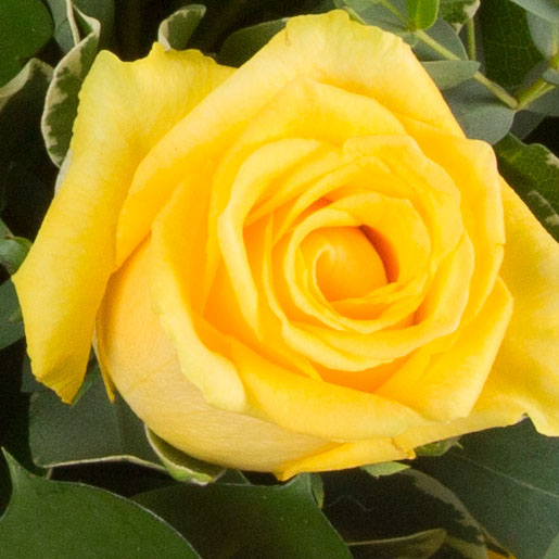 Simply Yellow Roses Single Yellow Rose